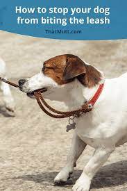 What To Do When Your Dog Bites The Leash Or Shakes The Leash