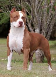 Ghim Tren Dogs