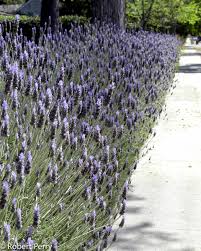 Image result for Lavandula dentata