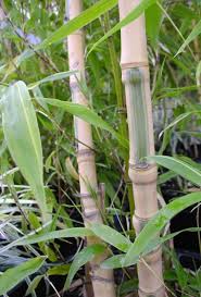 Image result for Pilea bambuseti