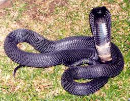 Image result for black necked spitting cobra