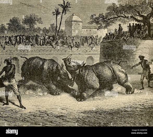 Rhinoceros fight at Baroda Stock Photo - Alamy