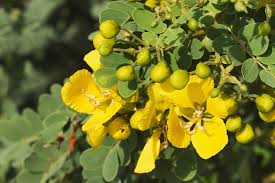 Image result for Cassia sieberiana