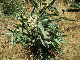 Image result for Acacia eriocarpa