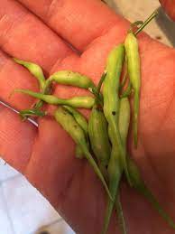 Check spelling or type a new query. Green Seed Garden Home Facebook