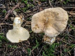 Image result for Hylodesmum repandum