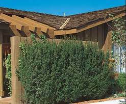 012511 003 Jpg 375 310 Pixels Myrsine Africana Deer Resistant Hedges Plant Images Formal Gardens