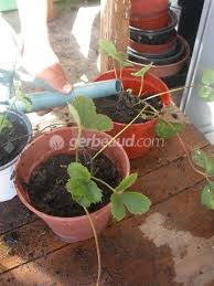 Arrosage, culture, rempotage, maladies, découvrez tout ce qu'il faut savoir sur la culture de l'heuchère en pot. Multiplication Des Fraisiers Activite Enfant