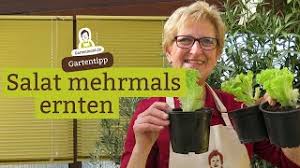 Salat wächst nicht nur im großen gemüsebeet, sondern lässt sich auch prima auf wenig platz nach etwa sechs wochen ist der salat dann bereit zur ernte. Auch Gekauften Salat Mehrmals Ernten Salat Nachwachsen Lassen Ofter Salat Ernten Und Pflucken Youtube