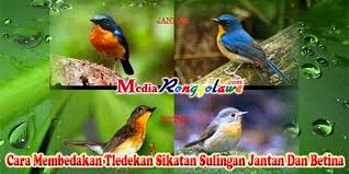 Untuk dewasa, carilah yang warna bulu tubuhnya hitam yang pada bagian kedua sayapna terdapat warna putih seperti burung kacer. Cara Membedakan Tledekan Sikatan Sulingan Jantan Dan Betina Media Ronggolawe