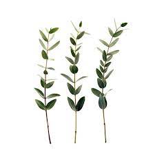 This Item Is Unavailable Etsy Botanical Flower Identification Eucalyptus