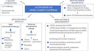 Frontiers Understanding The Multiple Role Of Mitochondria In Parkinson S Disease And Related Disorders Lesson From Genetics And Protein Interaction Network Cell And Developmental Biology