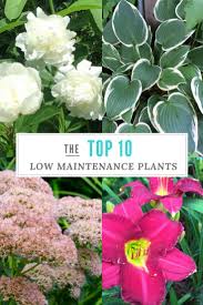 Some plants can't help making work herbaceous perennials need staking, tying up, deadheading, then. Top 10 Low Maintenance Plants For The Garden Gardening Know How S Blog