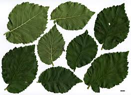 Image result for Ulmaceae