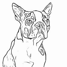 The boston terrier coloring page will make the dog happy and relaxed. Boston Terrier Laurabigailcoloringpages