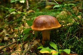Image result for Boletus badius
