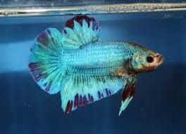 Betta Fish The Care Feeding And Breeding Of Bettas Siamese Fighting Fish Aquarium Tidings Betta Fish Siamese Fighting Fish Betta Fish Care