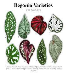 Begonia Varieties Plant Identification Chart Digital Etsy In 2021 Plants Begonia Plant Identification