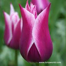 Claudia Lily Flowering Tulip Bulb Flowers Lily Flower Tulips