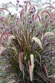 Image result for Cenchrus setaceus