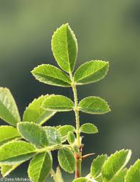 Image result for Cissus rubiginosa