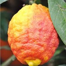 Zitronenbaum Richtig Schneiden Zitruspflanzen Zitronen Baum Zitronenbaum