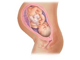 Feeding problems during your baby's first few months, throwing up may be linked to feeding problems. Fetal Development Timeline Babycentre Uk