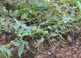 Image result for Hibiscus surattensis