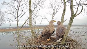 • €500 type of experience: It Fryske Gea Sneakpreview 1e Beelden Zeearend Nestcam Online Facebook