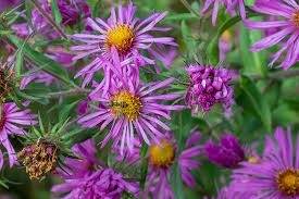 Image result for Aster chimanimaniensis