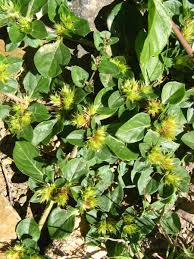 Image result for Alternanthera pungens