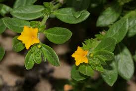 Image result for Euploca katangensis