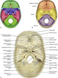 The skull is a strong, bony capsule that rests on the neck and encloses the brain. 6 The Skull Pocket Dentistry