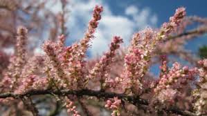 Interessato a crescere arbusti con fiori bianchi e cespugli di corniolo grigio o grigio ramoscello di corniolo è una scelta eccellente. Tamarix Ramosissima Un Cespuglio Che Produce Mazzi Dritti Con Fiori Rosa Il Giardino Commestible