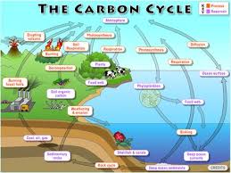 There is a jigsaw version of the carbon cycle (carbon cycle jigsaw) to accompany the questions. Carbon