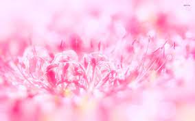 Pink Flower Wallpaper For Android On Wallpaper 1080p Hd Pink Flowers Wallpaper Pink Flowers Background Flower Wallpaper