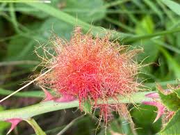 Image result for Hypselodelphys