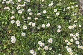 Weeds with white flowers in lawn. Pretty Weeds For The Lawn Information On Growing A Lawn Of Flowers