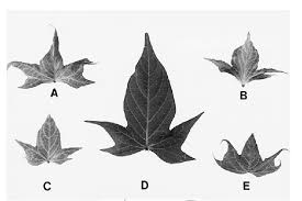 Image result for Lepistemon owariensis