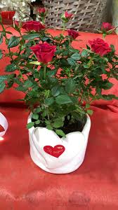 Lasciamo una selezione di immagini che hanno messaggi e fiori da condividere sui social network o whatsapp. Vaso Con Rose Rosse San Valentino Vezzosi Luigi