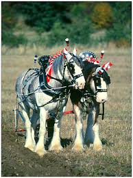 نتیجه جستجوی لغت [workhorses] در گوگل