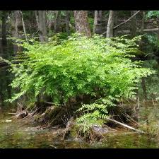 Image result for Osmunda regalis