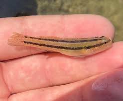 Image result for Trachypogon chevalieri