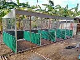 Ayam laga ^ rooster ^. Contoh Reban Ayam Di Thailand Mini Farm Kota Tinggi Facebook