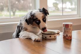 Unlike ours, canine teeth are not much for grinding. Bone Broth For Dogs Dog Food Recipes Healthy Dog Food Recipes Best Dog Food