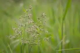Image result for Poa leptoclada