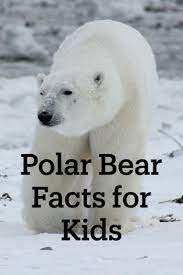 Polar Bear Facts For Kids Kids Play And Create Bear Facts For Kids Polar Bear Facts Animal Facts For Kids