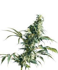 Mexican Sativa Feminised Sensi Seeds Cannabis Seeds