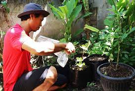 Cara membuat obat perangsang wanita dengan coca cola yang di campur dengan insto merupakan ramuan yang belakangan begitu banyak menyita perhatian. Cara Membuat Pupuk Perangsang Daun Lombok Organik