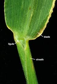 Image result for Eriochloa